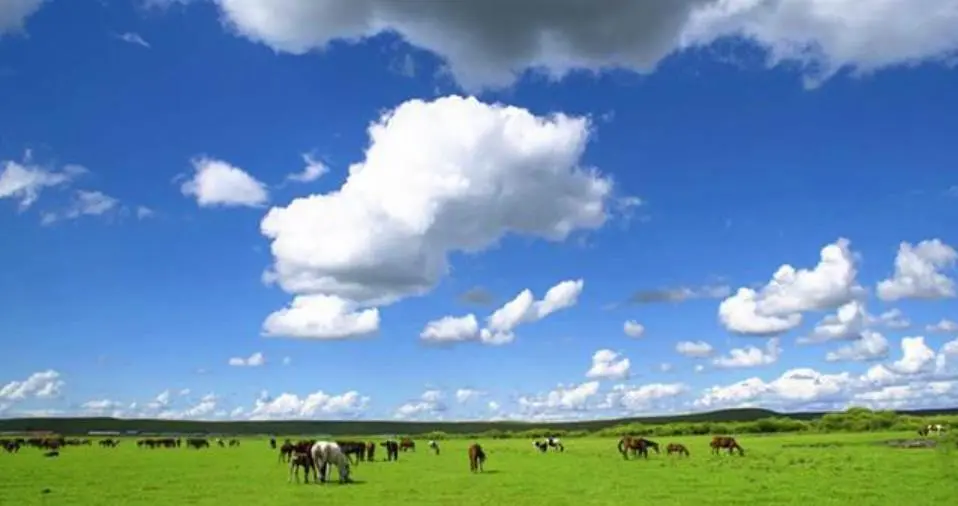 广西肉牛产业现状及繁殖育种发展趋势