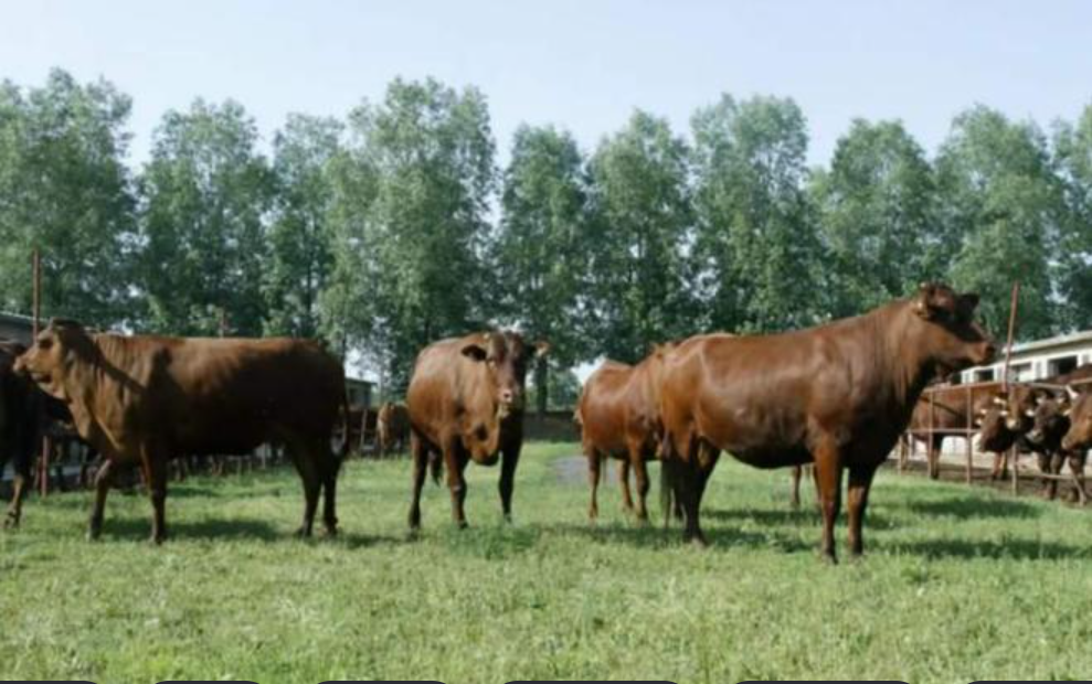 湖北养猪业的现状及发展对策