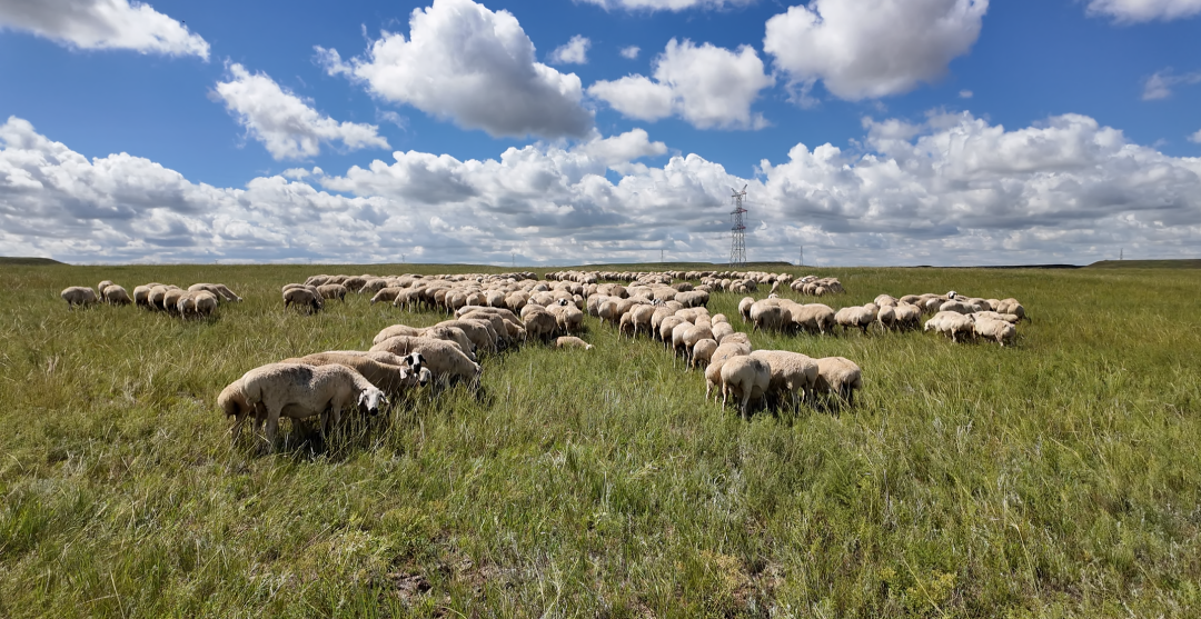 畜牧气象预警系统上线